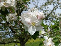 Apfelblüte